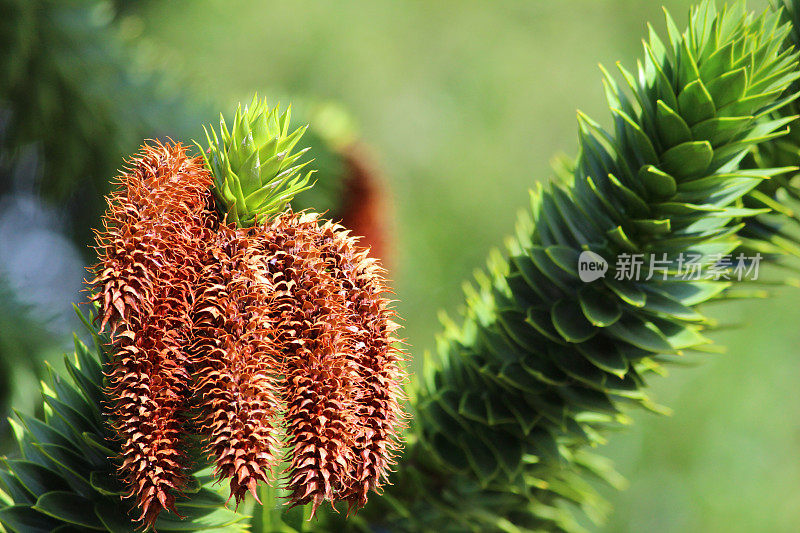 猴子拼图树的种子-球果(智利松树/ Araucaria araucana)